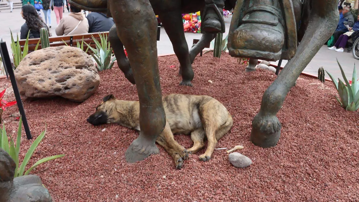 Mascotas, calor